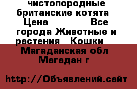 чистопородные британские котята › Цена ­ 10 000 - Все города Животные и растения » Кошки   . Магаданская обл.,Магадан г.